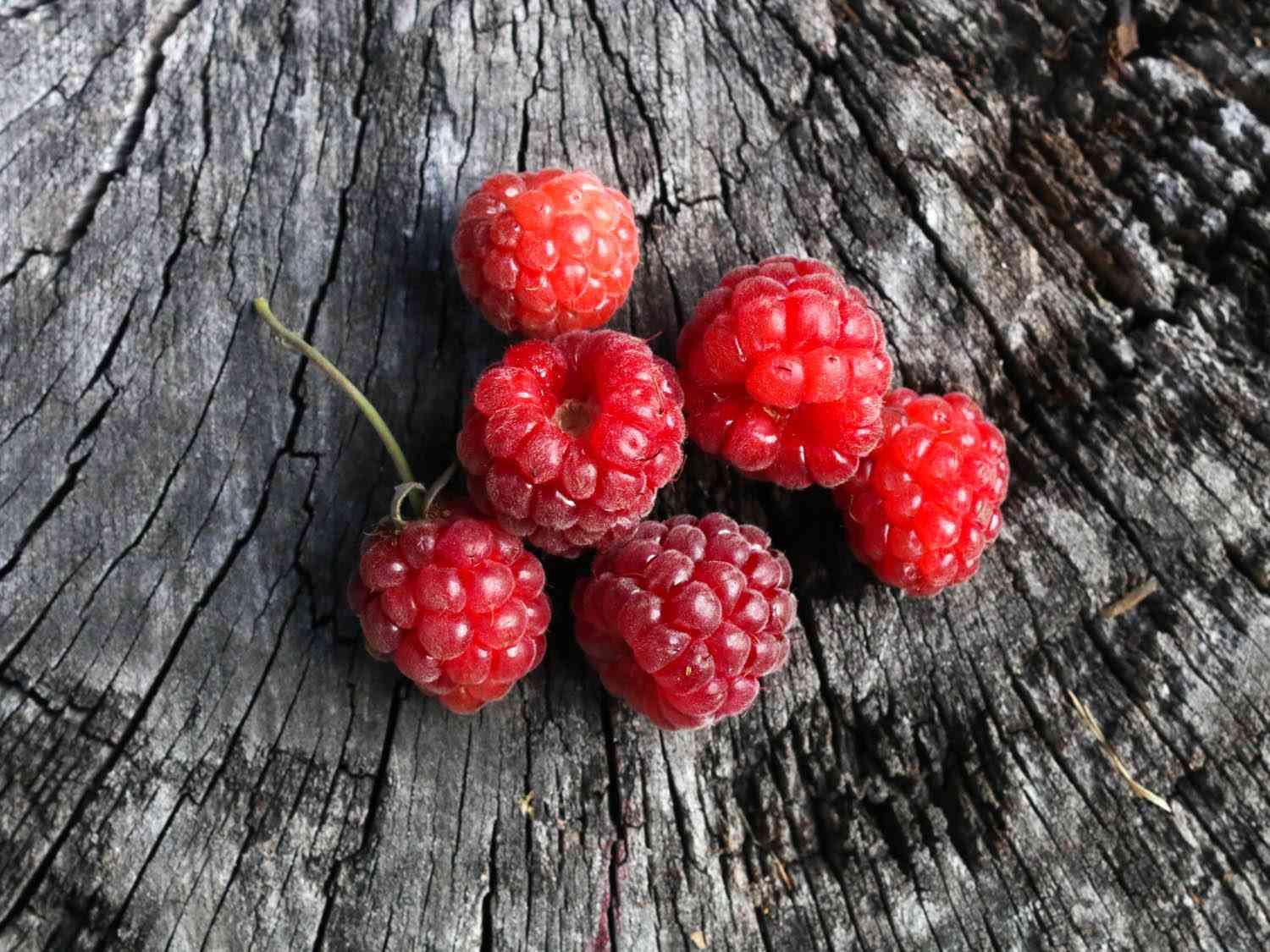 babyberry
